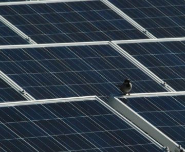 Image for 5 Amazing Tricks to Protect Solar Panels from Birds